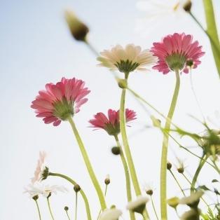 花开囧囧2019头像