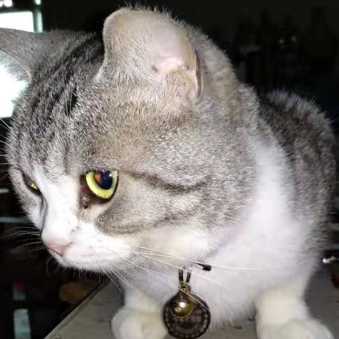 头条问答- 母猫吃生牛肉会发腮吗？(5个回答)