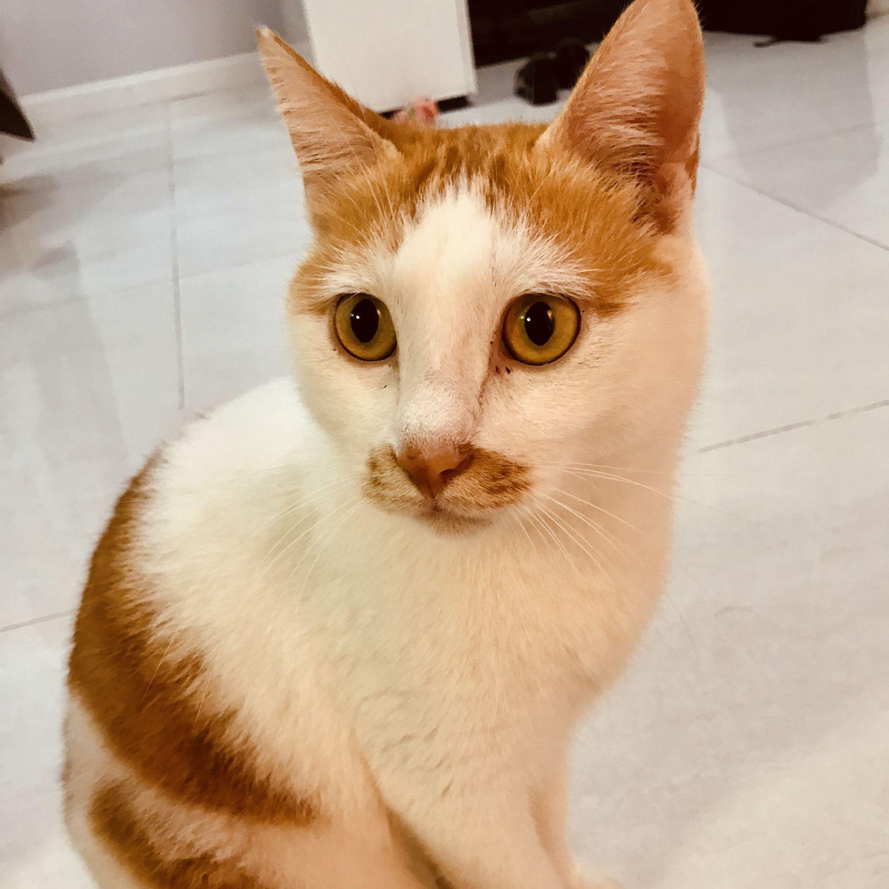 头条问答 你觉得哪种猫才是 猫中王者 为什么 田园猫花生的回答 0赞