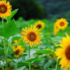 繁花黎落不尽头像