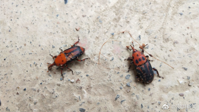 养殖|广西农户养殖逾千万只高危害虫 如扩散将威胁全区棕榈甘蔗