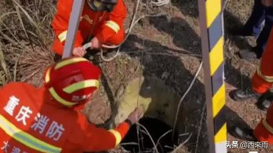 走路|12岁女孩走路玩手机坠入枯井 安全这根弦依旧不能松懈!