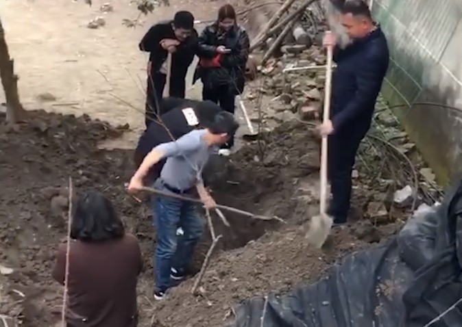 挖出|湖北男子挖出10年前地下埋酒过年 都忘了埋在哪挖了一天