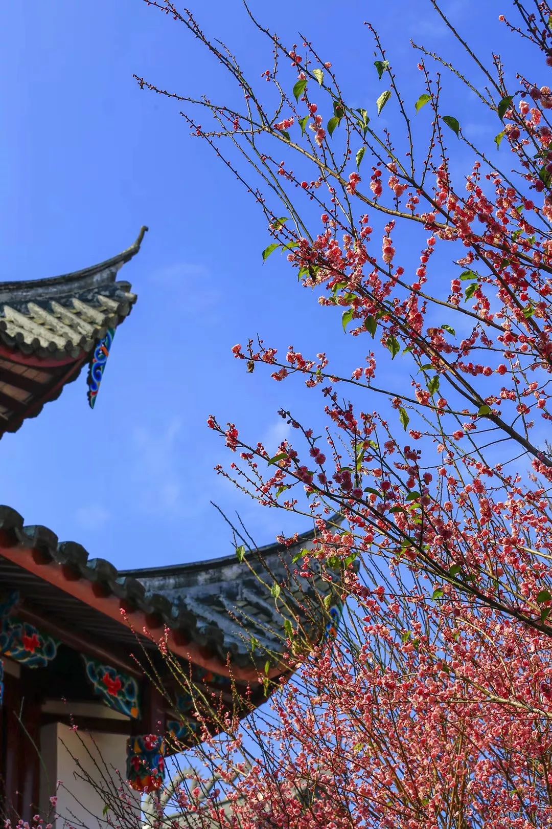 古寺|福州千年古寺进入最美梅花季 期待美丽的2021年！