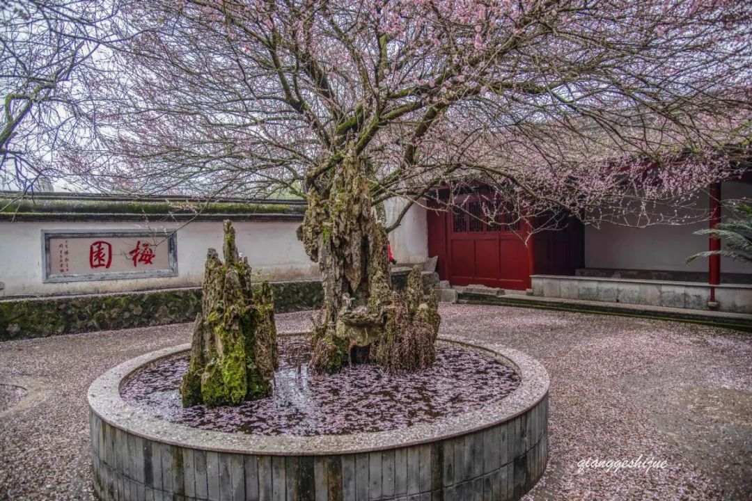 古寺|福州千年古寺进入最美梅花季 期待美丽的2021年！
