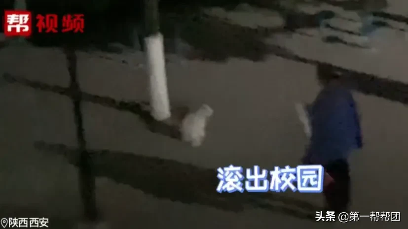 训话|高校大爷训话猫咪要做有礼貌的猫 流浪猫要求也这么严格吗？