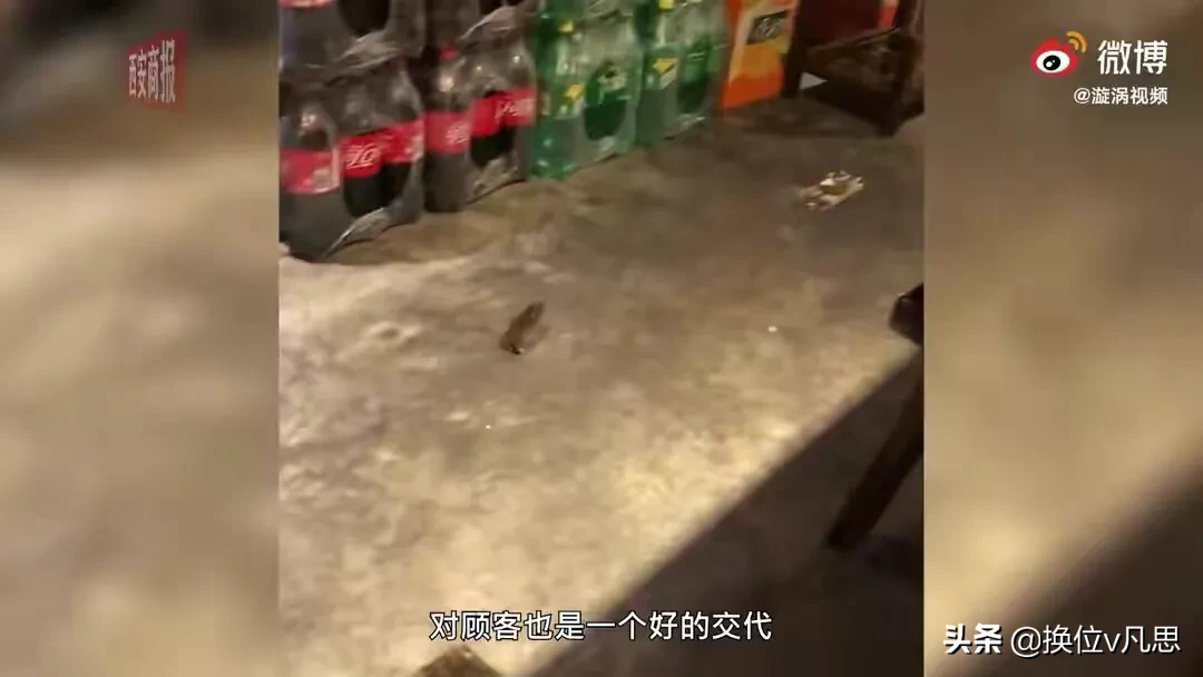 就餐|贵州一火锅店就餐时间老鼠乱窜 大家对于此事有什么看法呢？