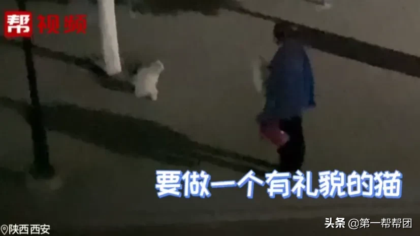 训话|高校大爷训话猫咪要做有礼貌的猫 流浪猫要求也这么严格吗？