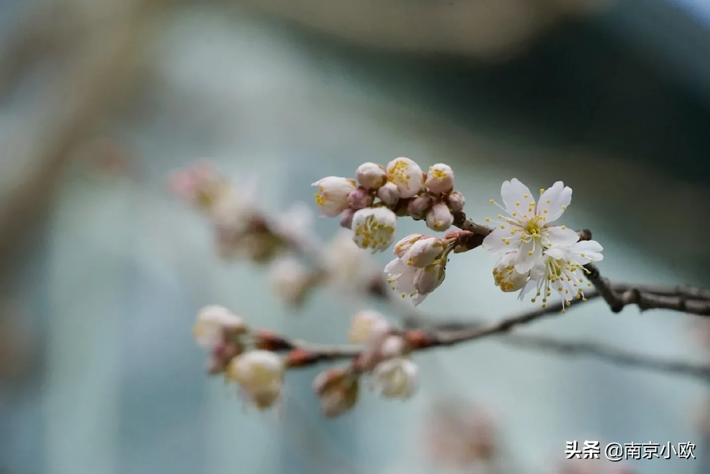 消息|南京鸡鸣寺消息树开花 一起期待今年的樱花季吧