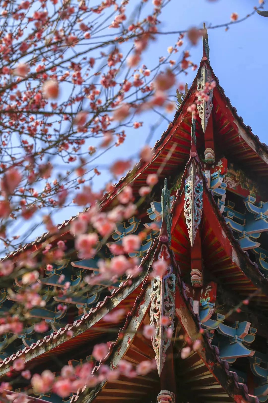 古寺|福州千年古寺进入最美梅花季 期待美丽的2021年！