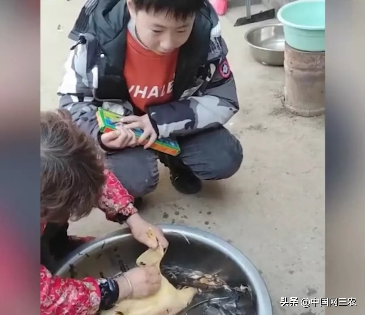 杀鸡|奶奶过年杀鸡10岁男孩大哭 姑姑：鸡没吃让他埋了