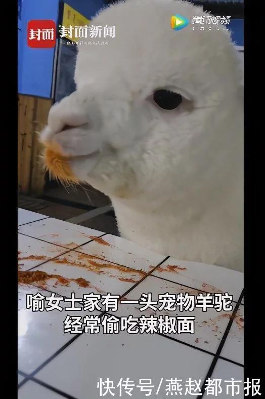 重庆女孩养的羊驼偷吃辣椒面网友入乡随俗很重庆