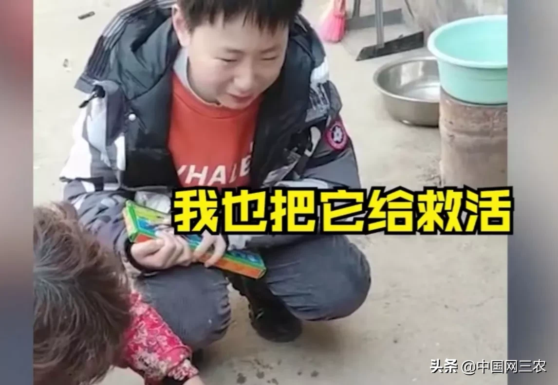 杀鸡|奶奶过年杀鸡10岁男孩大哭 姑姑：鸡没吃让他埋了