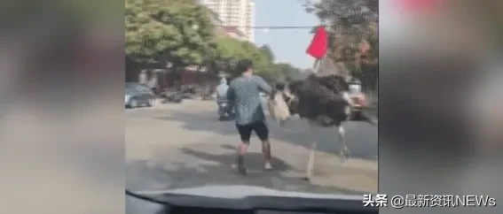 不注意|鸵鸟趁主人不注意逃上街头狂奔 开车需留意你永远不知道下一秒会出现啥