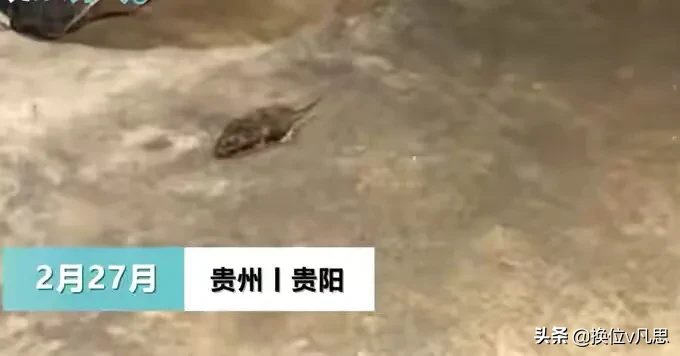 就餐|贵州一火锅店就餐时间老鼠乱窜 大家对于此事有什么看法呢？