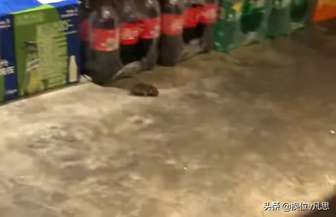 就餐|贵州一火锅店就餐时间老鼠乱窜 大家对于此事有什么看法呢？