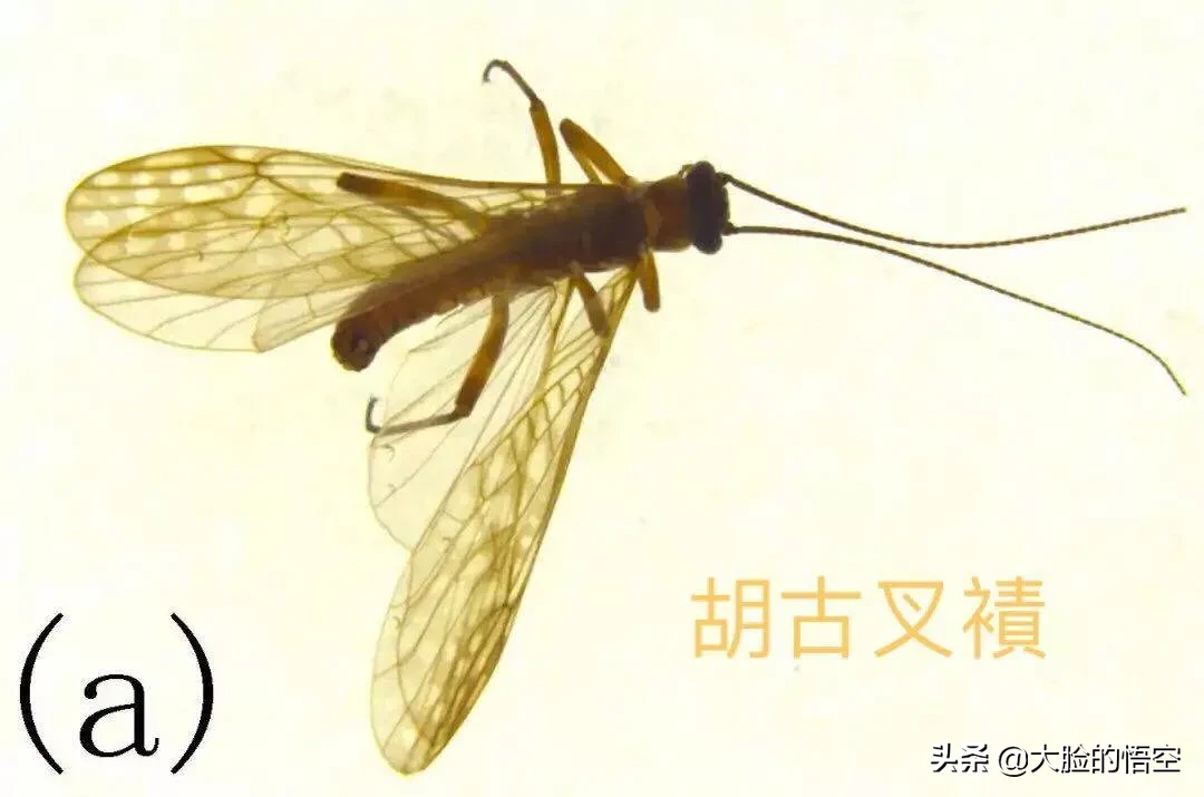 胡歌|新物种以胡歌古天乐命名令追星族粉丝羡慕不己