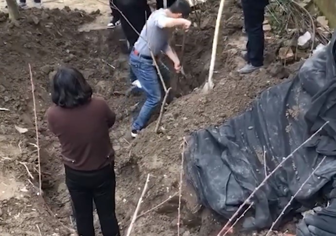 挖出|湖北男子挖出10年前地下埋酒过年 都忘了埋在哪挖了一天