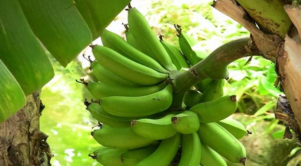 Increased knowledge! Bananas are hybrids. Today's bananas are not the varieties they were 70