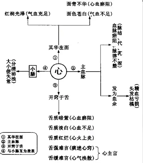 中医教你如何诊断五脏病(简单学会五脏的辨证和常见情况)