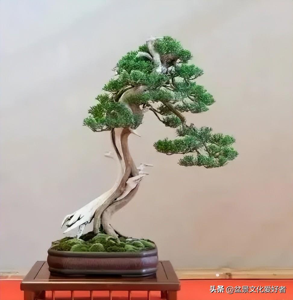 There are four main bonsai "bending techniques" fishing method
