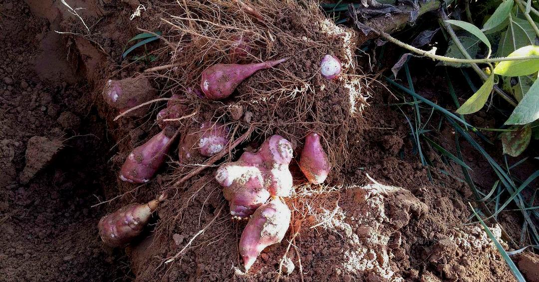 Invasive alien plant Jerusalem artichoke! It is known as the “crop