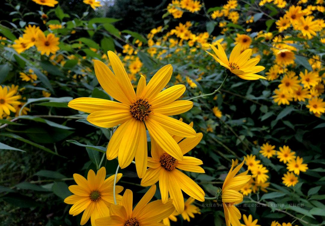 Invasive alien plant Jerusalem artichoke! It is known as the “crop