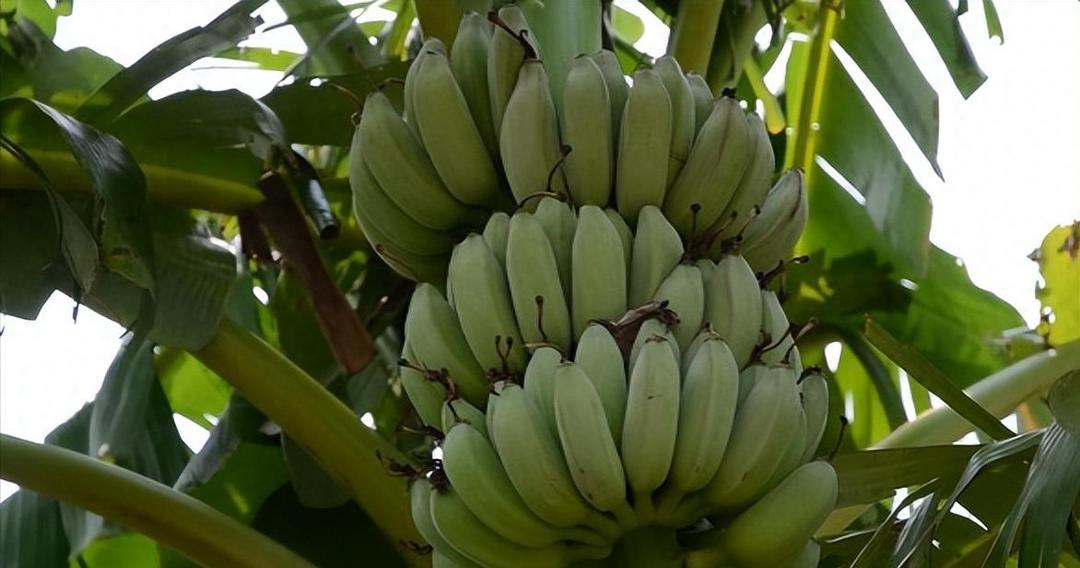 Increased knowledge! Bananas are hybrids. Today's bananas are not the varieties they were 70