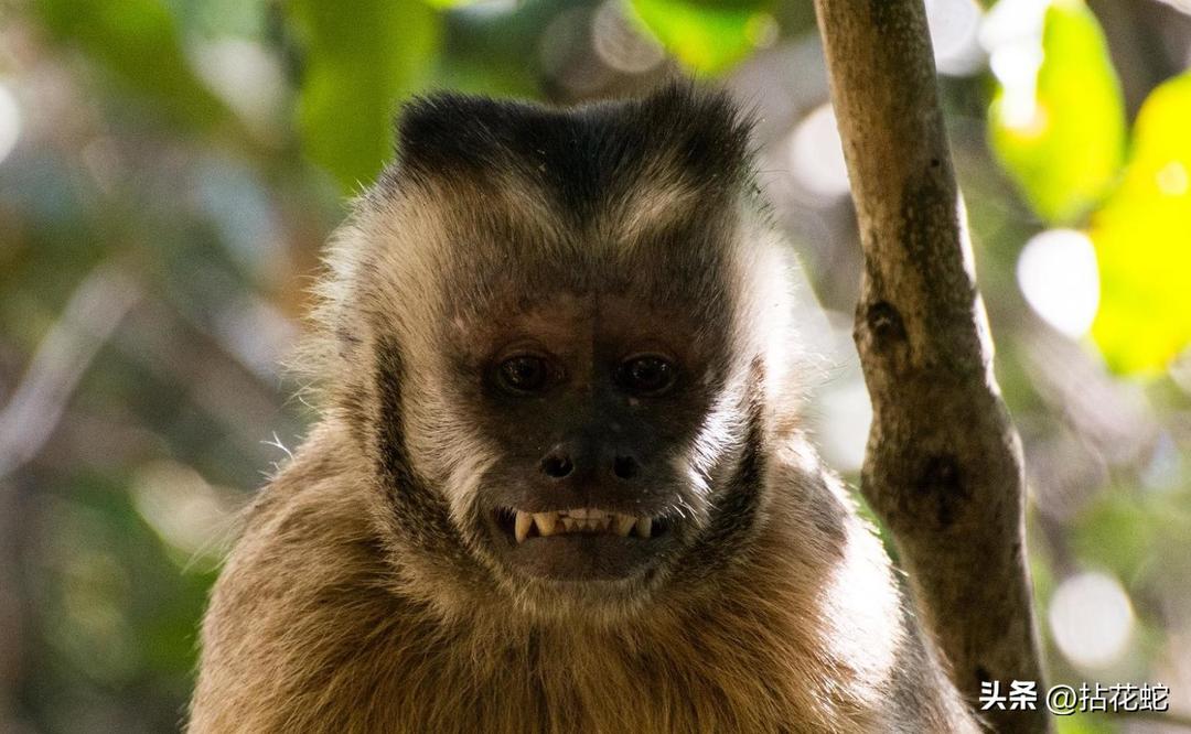 A brief discussion on the capuchin monkey that often appears in foreign