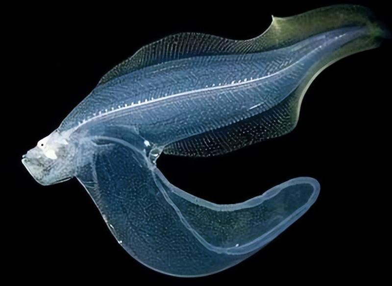 Known as a sponge track and living below a depth of 3,300 feet, what's ...