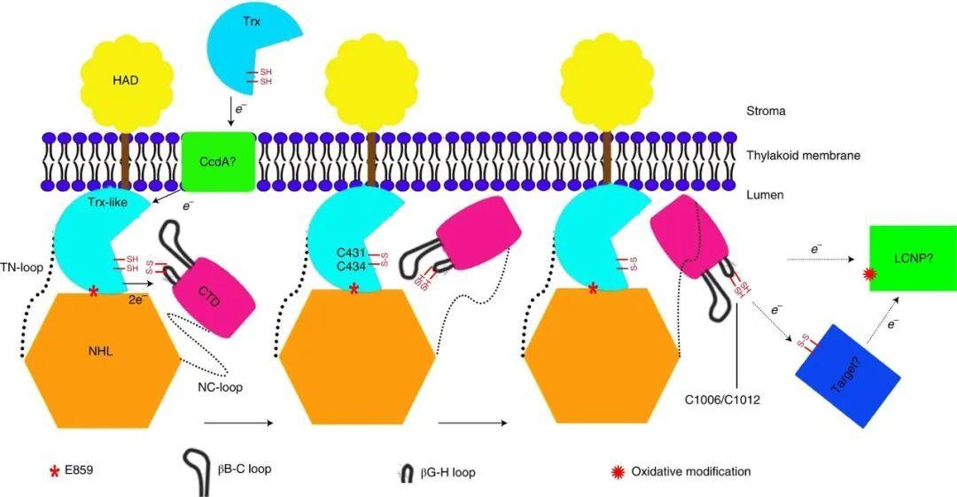 Study of the major trimeric antenna complex in plants as a site for qH
