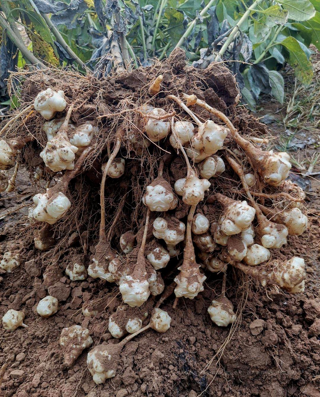 Invasive alien plant Jerusalem artichoke! It is known as the “crop