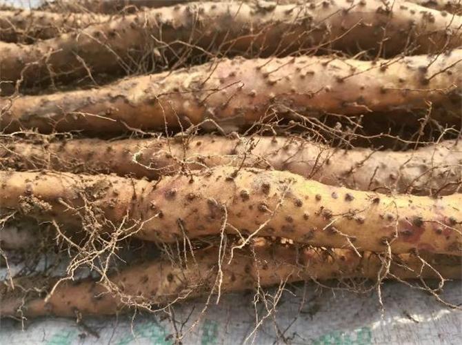 Iron rod yam is easy to store and has high medicinal value! Do you know where the best yams are