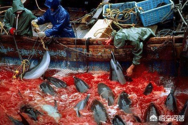 丹麦为什么杀海豚，为什么杀猪随便杀、杀狗有争论、杀海豚却被全世界所不齿