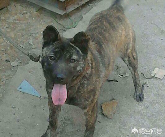 蒙古细狗比赛视频大全:我国哪种猎犬的杀伤性最强？为什么？