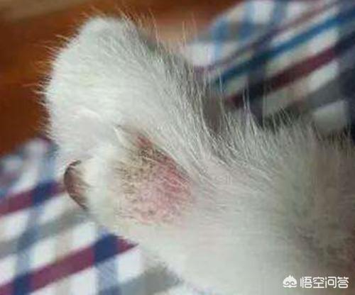 猫脱毛露皮肤:猫咪脱毛看到皮肤了怎么办？