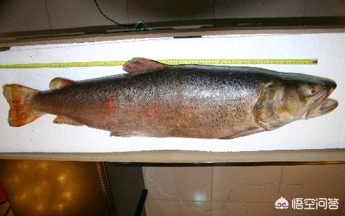 水怪之迷:谁来介绍下布尔津县和喀纳斯相关资料？
