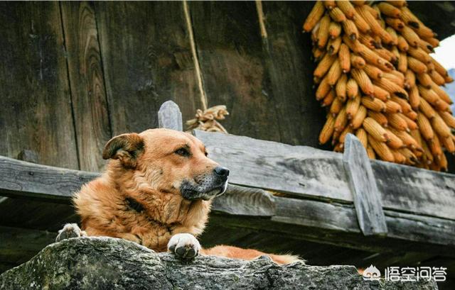 狗拿耗子猫护院:农村俗语：“双猫独狗，越过越有”，什么意思？有道理吗？