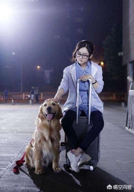 东非猎犬生病怎么办:人们做的什么事情会让金毛犬感到很害怕？