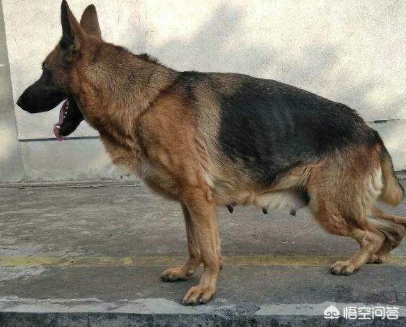 纯西德犬图片:我家狗狗为什么喜欢跟着主人上厕所？你们家的也是吗？