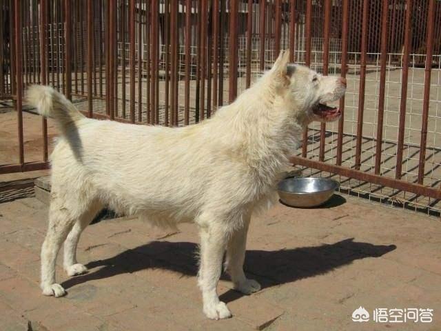 下司犬论坛:下司犬打得过泰迪犬吗？你怎么看？