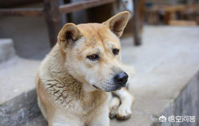 老狗死后留狗宝:狗狗老死了以后能土埋吗？ 老狗死后狗宝会烂吗