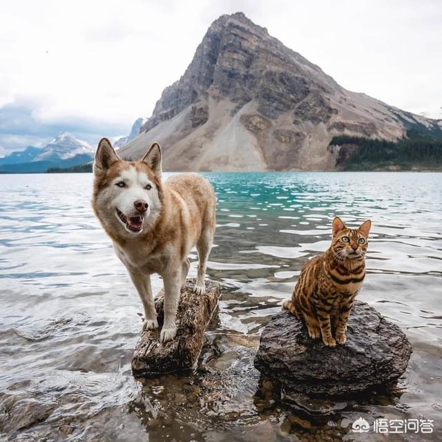 母猫绝育后大小便去猫砂盆吗:1岁的小猫总是乱尿，怎么办？公猫，已经做过绝育了？