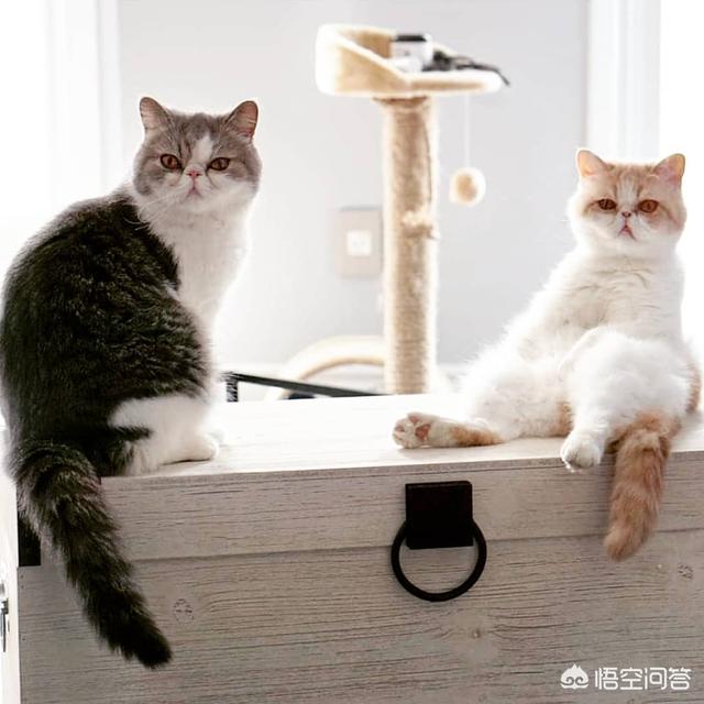 母猫绝育后大小便去猫砂盆吗:1岁的小猫总是乱尿，怎么办？公猫，已经做过绝育了？