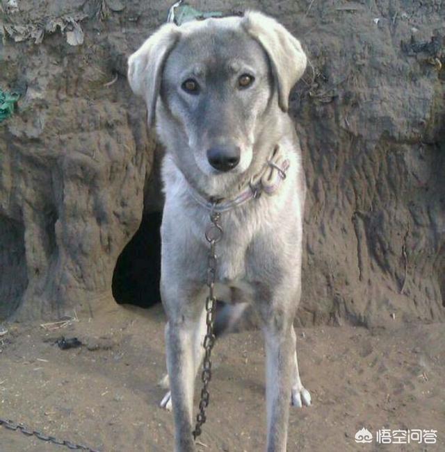 细犬:细犬和灵缇哪个贵，灵缇的价格比细犬贵？