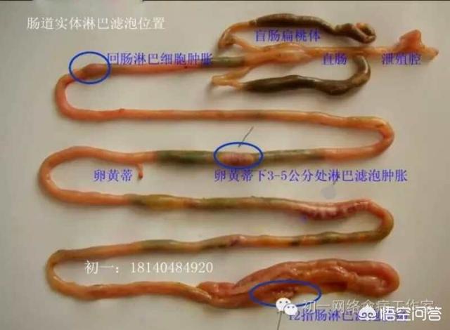 如何判断家禽是否感染了新城疫？该怎么办？