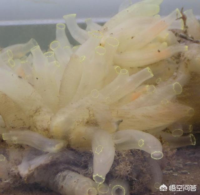 生活在水底的海鞘有害吗？你对它了解多少？