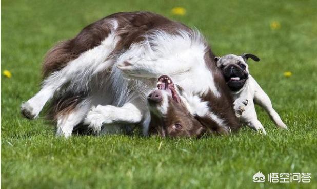 中国牧羊犬最贵的:有人说国内养边牧的人少，是这样吗？你怎么看？