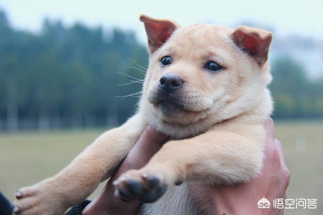 中华田园犬智商怎么样:中华田园犬不能当警犬和军犬，真的是有科学依据的吗？