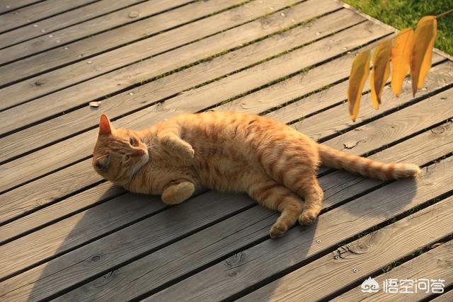 波斯猫和加菲猫串:加菲猫与橘猫的混血大约值多少钱？